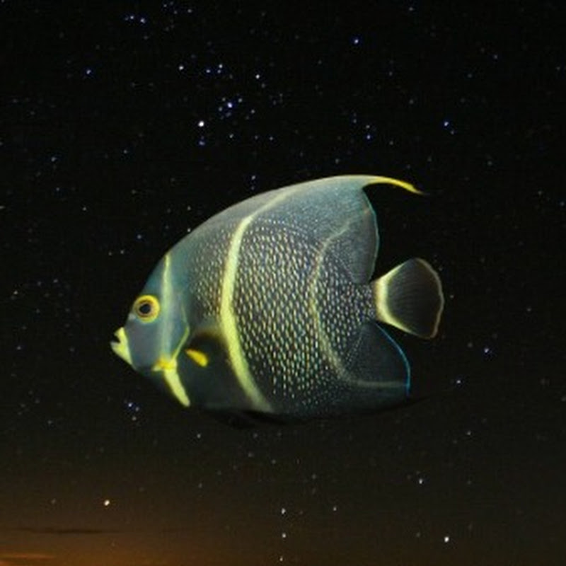 fishflop4mj icon