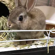 うさぎは神獣🌟