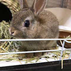 うさぎは神獣🌟