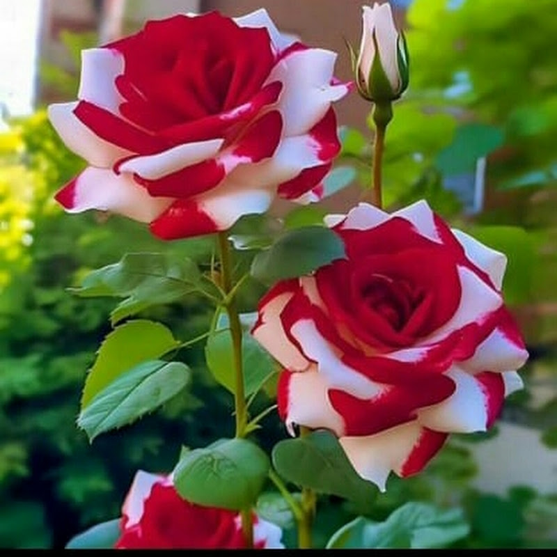 Hire R J GARDEN — Home & Garden YouTube creator for sponsorships