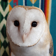 メンフクロウのとわです。アイコン画像