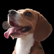 Kutus The Beagle 🐶 10k subscribers