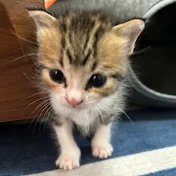 保護猫ラオと不器用男。