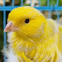Canary Bird Singing  Image Thumbnail