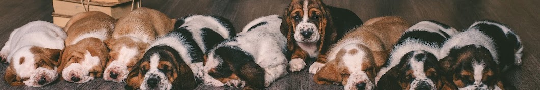 Basset hounds and Kids YouTube channel avatar