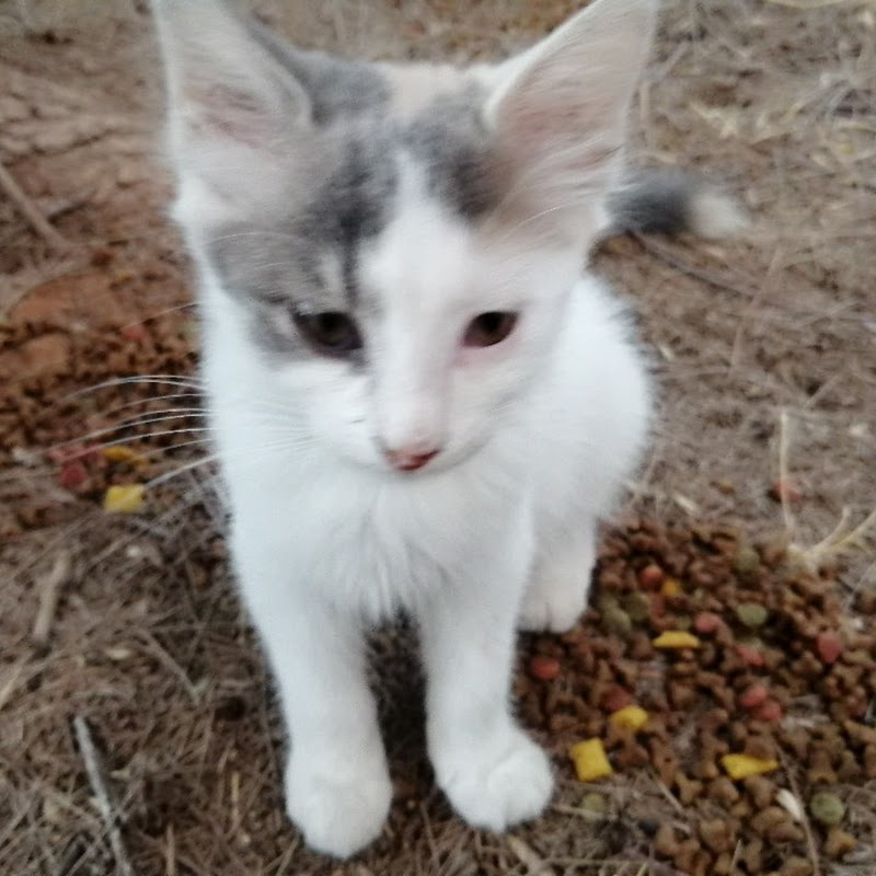 Kitten Cat
