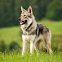 捷克狼犬 Czech Wolfdog 生活 logo