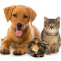 Pet pals USA logo