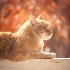 猫の鳴き声アイコン画像