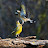 Wild goldfinch and canary
