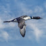 O2b5M62Fy-w-channel-avatar-Oh Look!  A Bird!