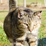 ミズーリ州の大草原から