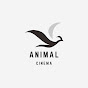 Animal Cinema  logo