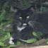 60nwsc83Q_E-channel-avatar-NickTGG