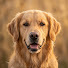 J21E_vsGVuA-channel-avatar-PawSense