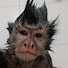 EC_uYHLgzZI-channel-avatar-Monkey Pop Punk🔥