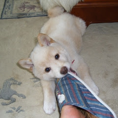 吾輩は殿である。