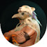mW5YPplDN14-channel-avatar-premium 55rus