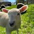 TzJMr_dFlq8-channel-avatar-SimplySheepish