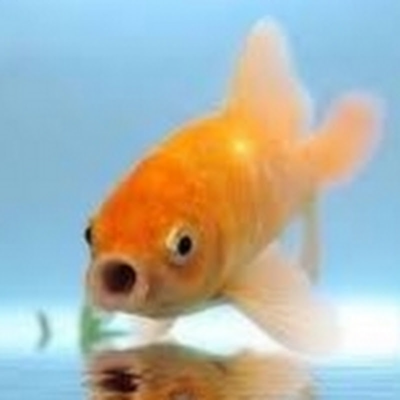 Hire unknown991 — RPG (Role-Playing Games) YouTube creator for sponsorships