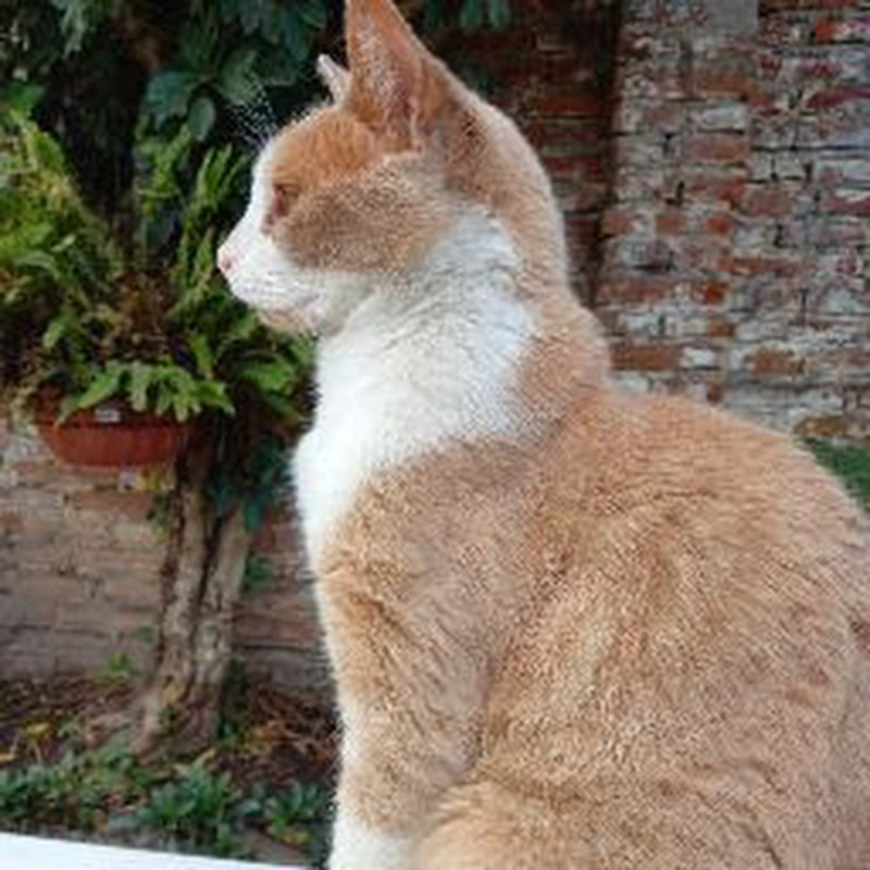 Matute Morales Games