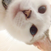 つむぎ Chatty Cat Tsumugi