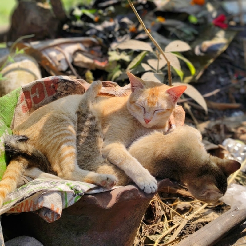 Cats Story(Kunur)