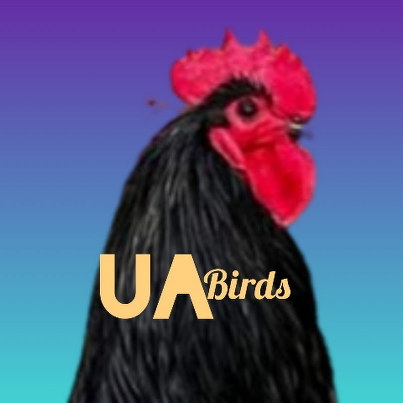 UA birds