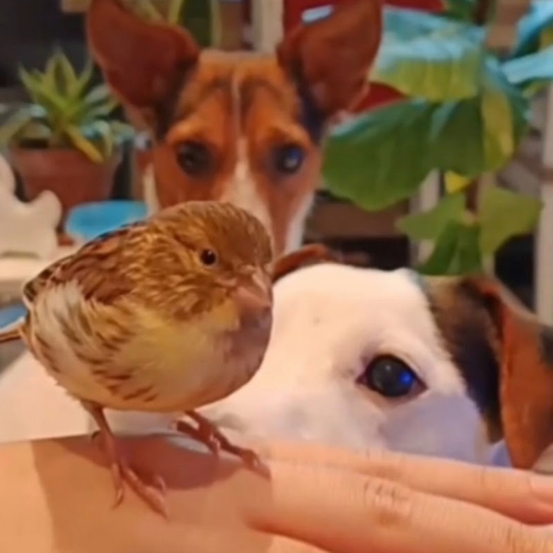 Milka and friends