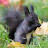 squirrel black