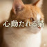 fyFEWdoAGgw-channel-avatar-心打たれるねこ 