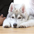 zXiOEiZU4mI-channel-avatar-フィン君ブログ Siberian husky