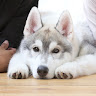 フィン君ブログ Siberian husky