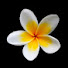 BmaCm2mMikc-channel-avatar-Plumeria's Passions