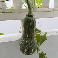 Organic Happy Garden