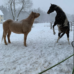 Myhorsesbrain