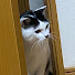 y-Wzlal6Z1Q-channel-avatar-さぶぴの