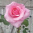 @H오드리될뻔