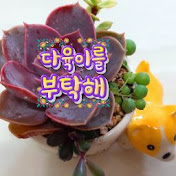 다육이를부탁해 Korean succulent plants