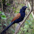 ISaG6HH-Rfg-channel-avatar-Burung Explore 