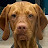 @Please.the.Vizsla