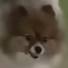 RIGELMSRORZ