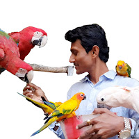 PARROT DIPANKAR profile image