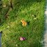 qk1vD6tJDfM-channel-avatar-Zuniper 