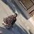 @رودي-د1ش