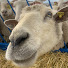 sTk57WK-sNc-channel-avatar-RJ Sheep Farm