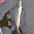-z5z4HD41dI-channel-avatar-darth waders salmon adventures 