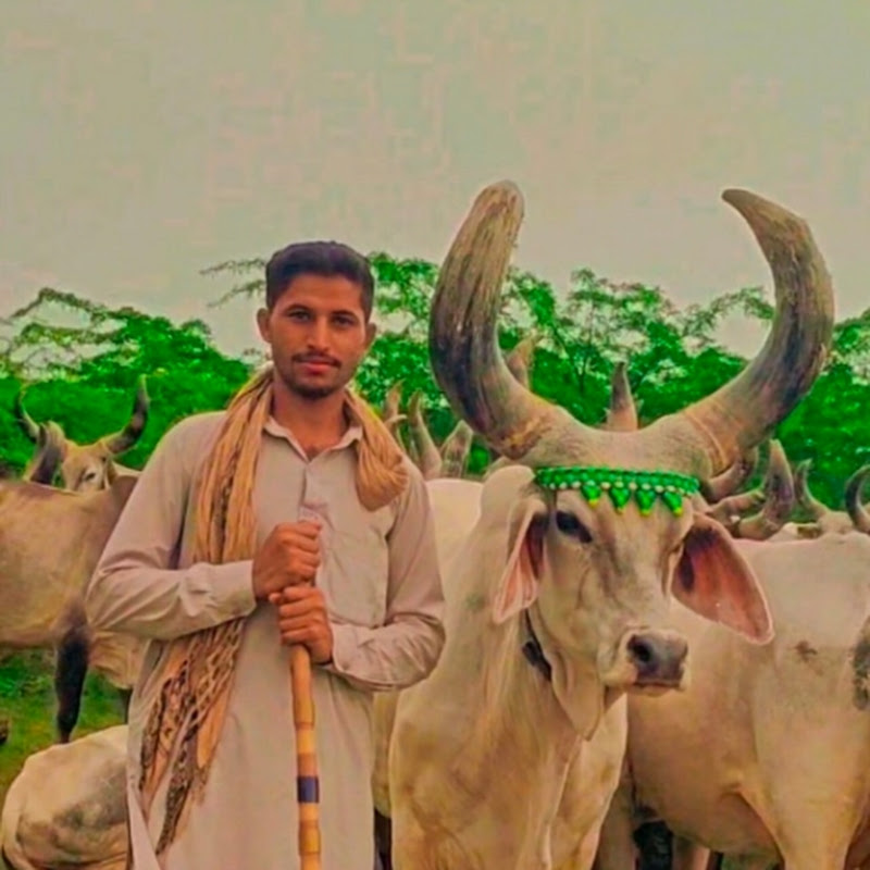 Desi Kankrej cows icon