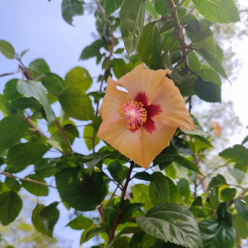 music lover arushi💞💞