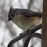 IP9XH3ZVoi0-channel-avatar-Backyard Ontario Wildlife